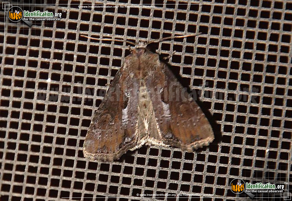 Full-sized image of the Double-lobed-Moth