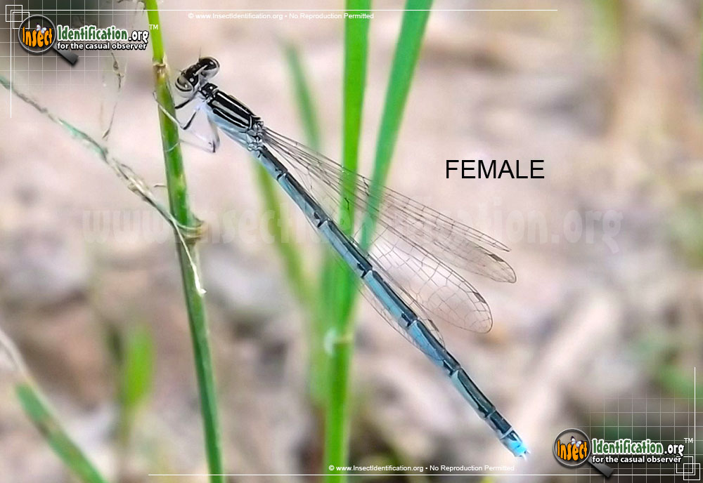 Full-sized image of the Double-Striped-Bluet-Damselfly