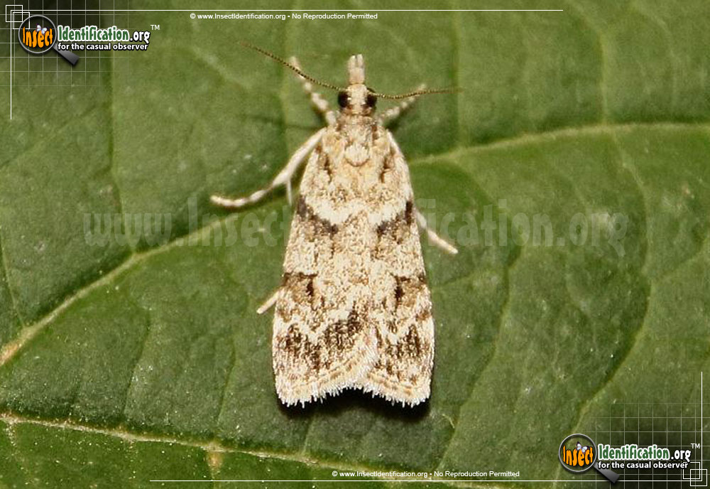 Full-sized image of the Double-Striped-Scoparia-Moth