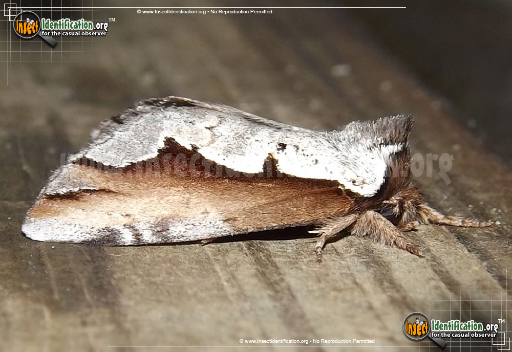 Full-sized image #2 of the Double-Toothed-Prominent-Moth