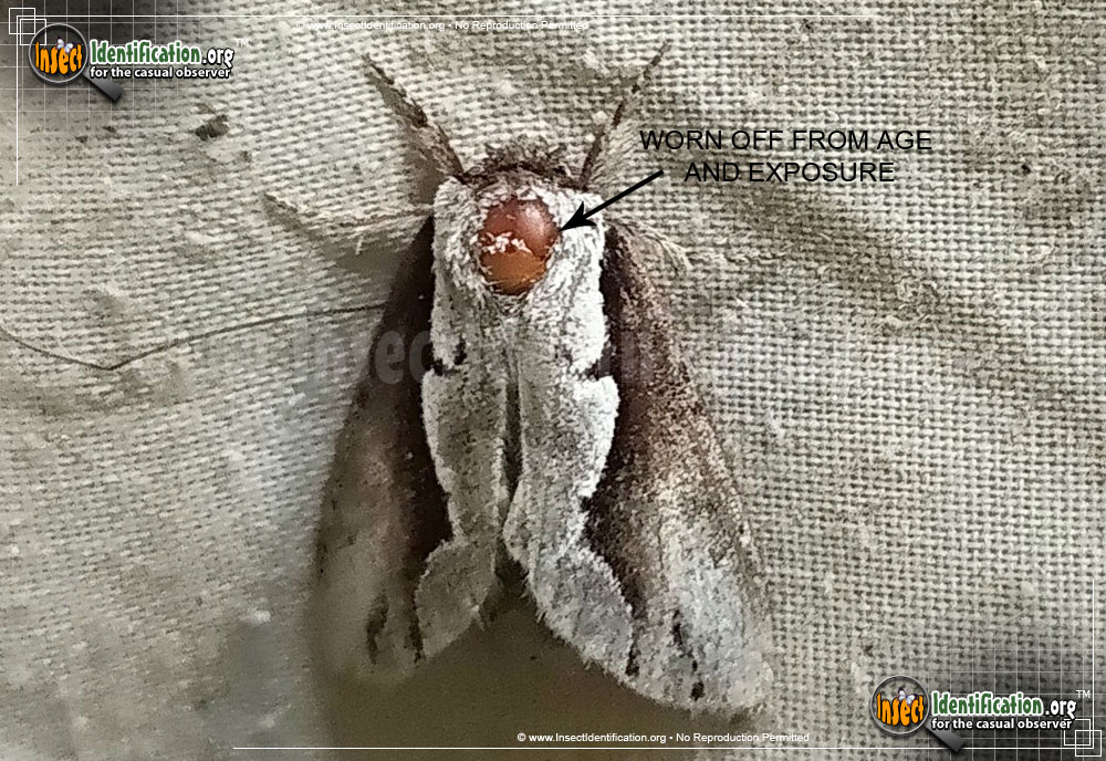 Full-sized image #3 of the Double-Toothed-Prominent-Moth