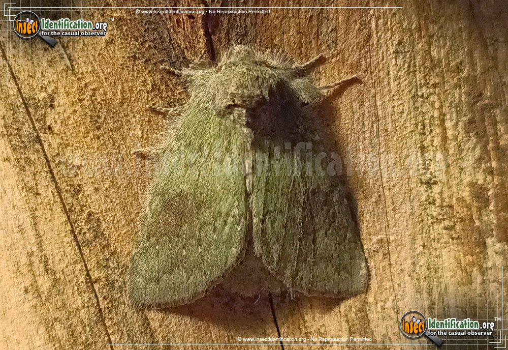 Full-sized image #2 of the Drab-Prominent-Moth