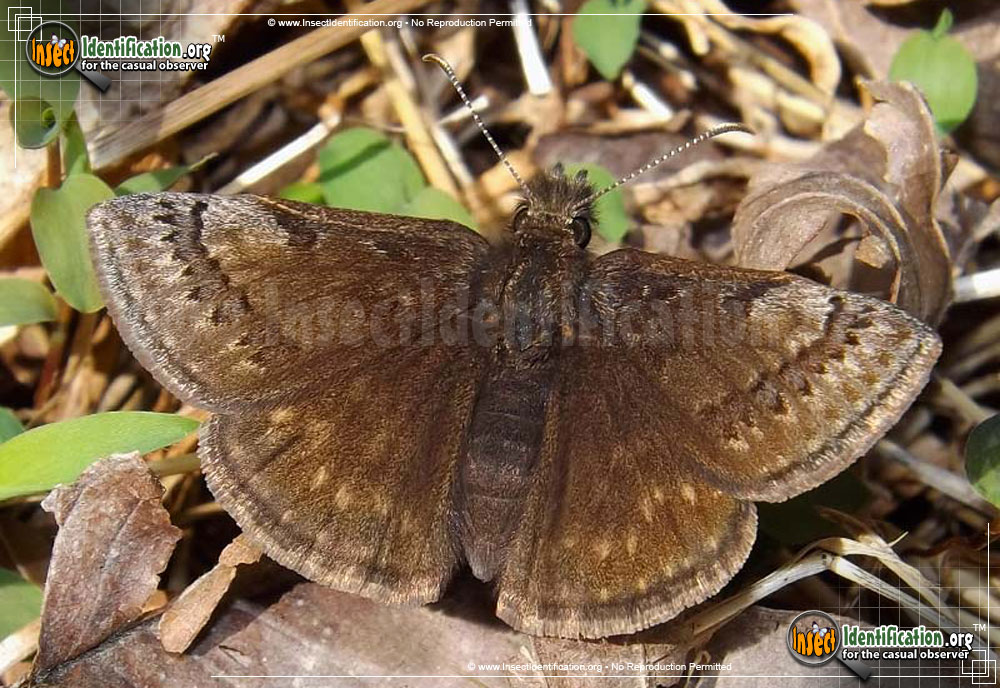 Full-sized image of the Dreamy-Duskywing-Butterfly