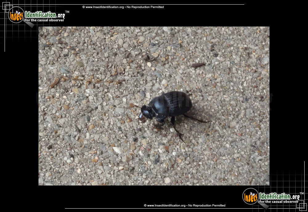 Full-sized image of the Dung-Beetle-Dichotomius