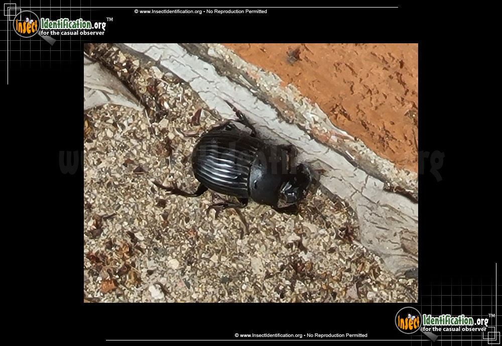 Full-sized image #2 of the Dung-Beetle-Dichotomius