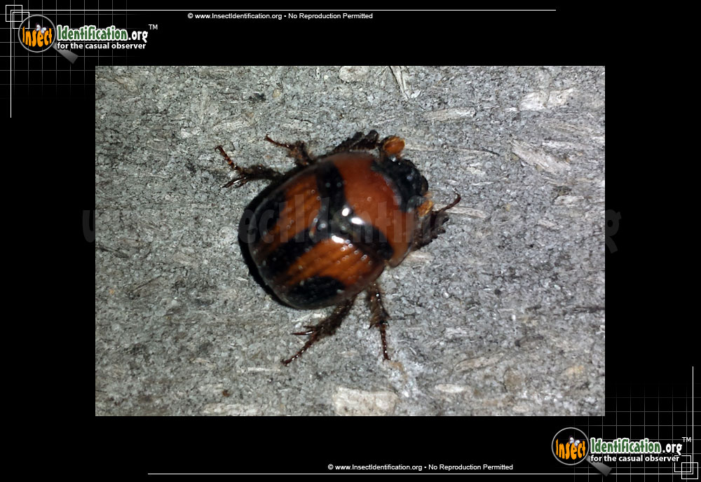 Full-sized image #2 of the Earth-Boring-Scarab-Beetle