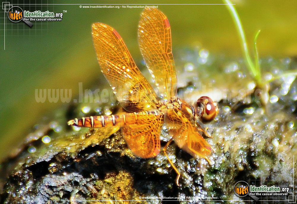 Full-sized image #5 of the Eastern-Amberwing