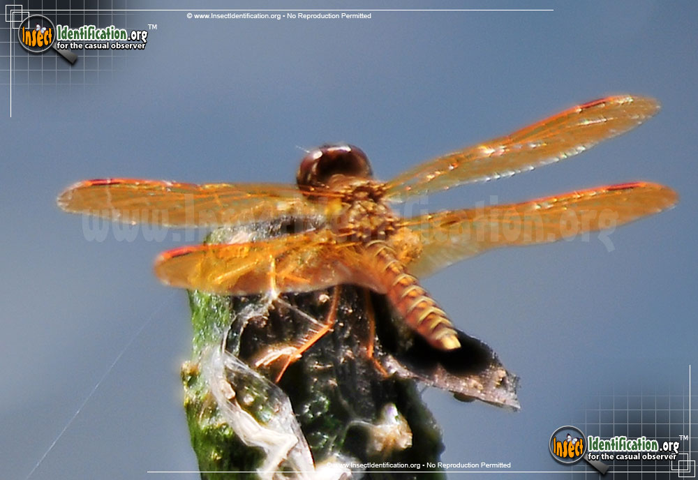 Full-sized image #4 of the Eastern-Amberwing