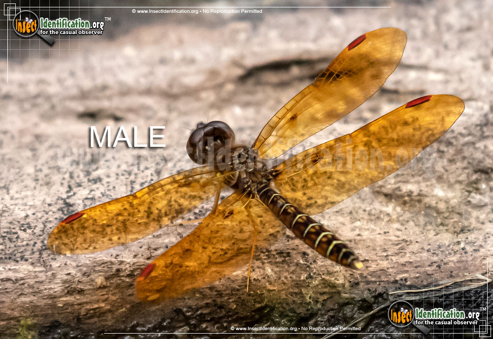 Full-sized image of the Eastern-Amberwing