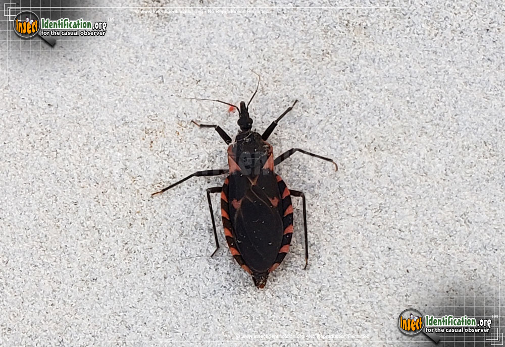 Full-sized image of the Eastern-Blood-Sucking-Conenose-Bug
