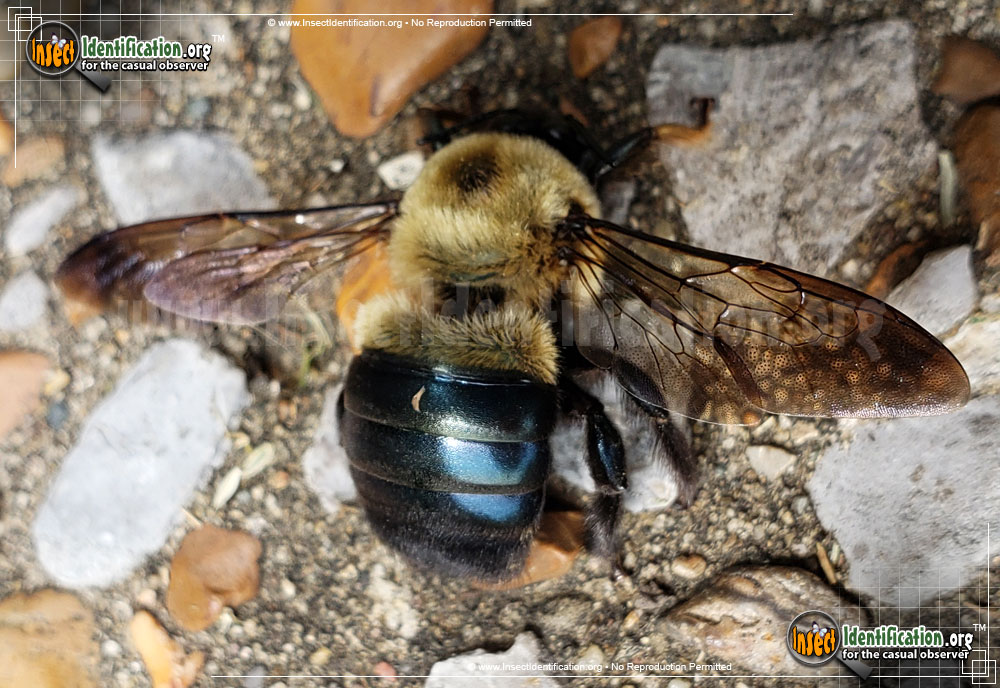 Full-sized image #12 of the Eastern-Carpenter-Bee