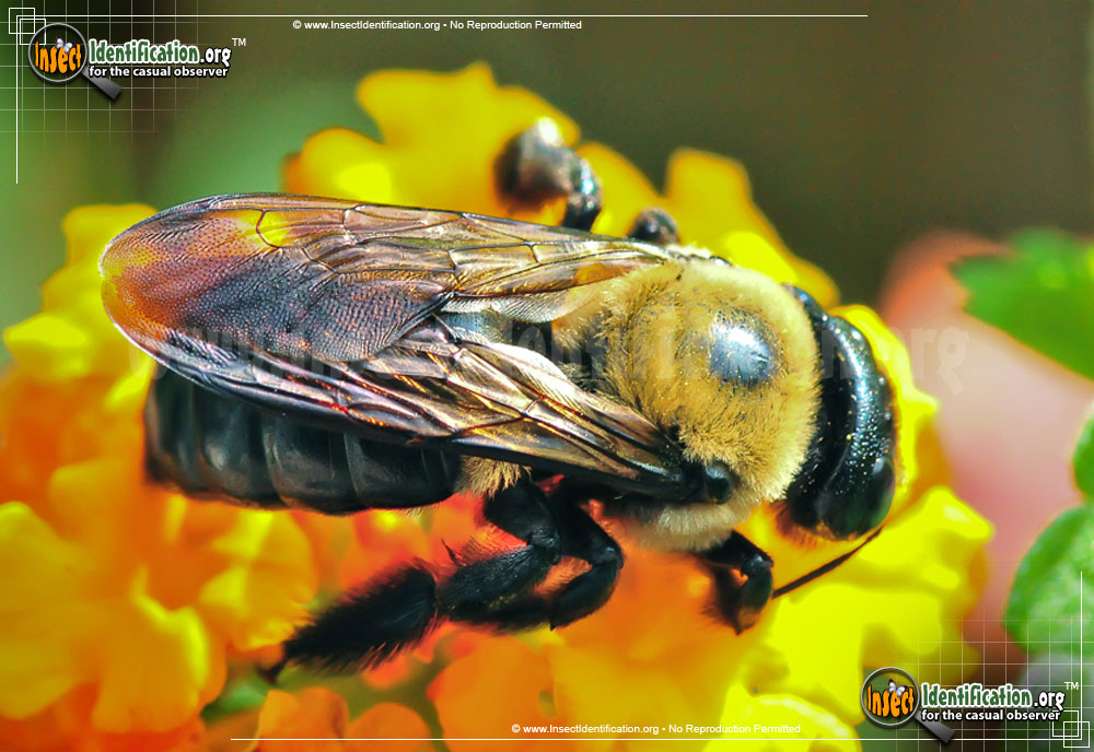 Full-sized image of the Eastern-Carpenter-Bee