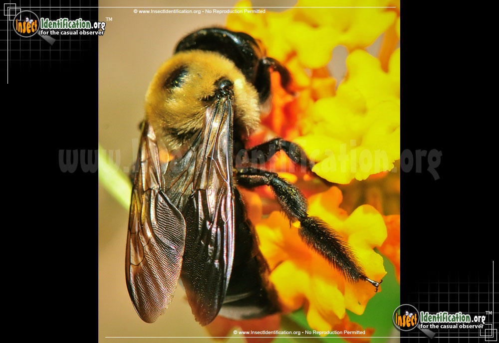 Full-sized image #6 of the Eastern-Carpenter-Bee