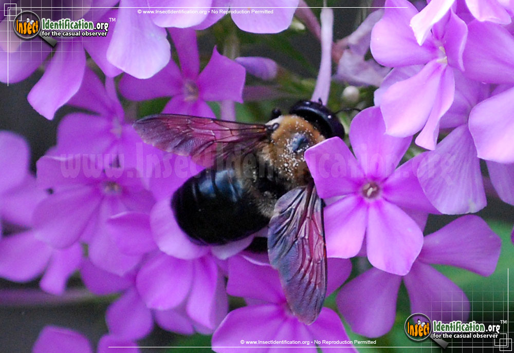 Full-sized image #11 of the Eastern-Carpenter-Bee