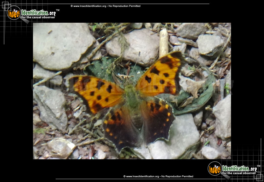 Full-sized image #4 of the Eastern-Comma-Butterfly