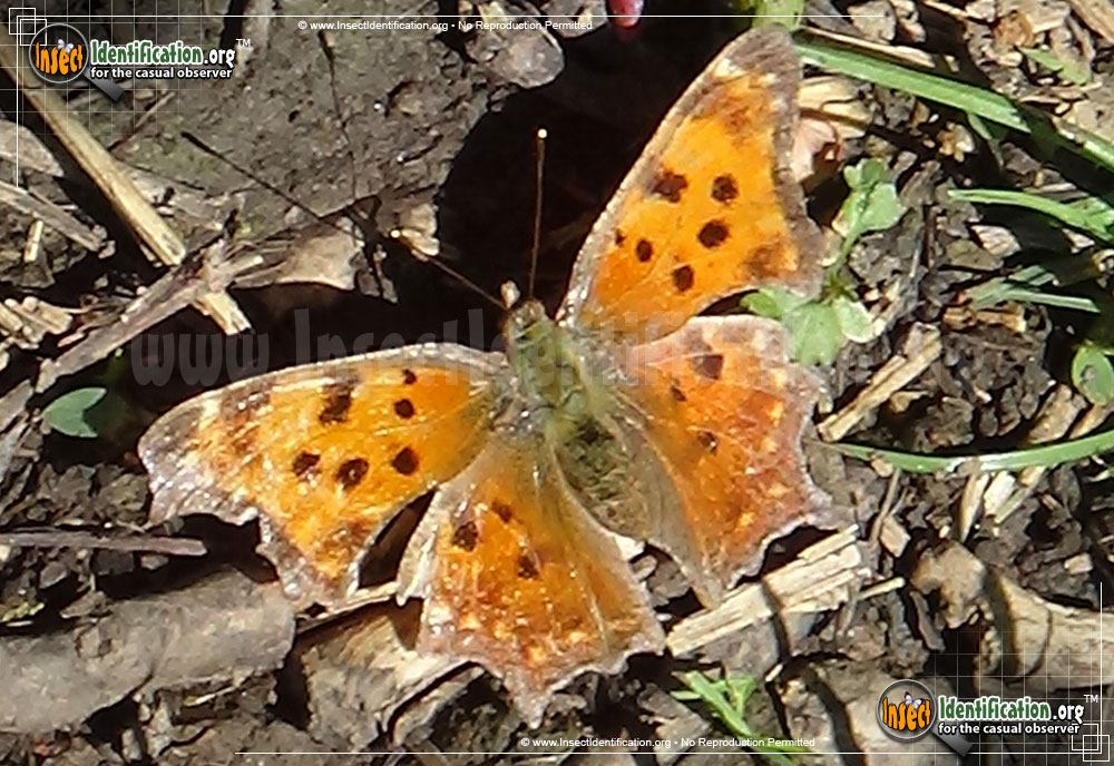 Full-sized image of the Eastern-Comma-Butterfly