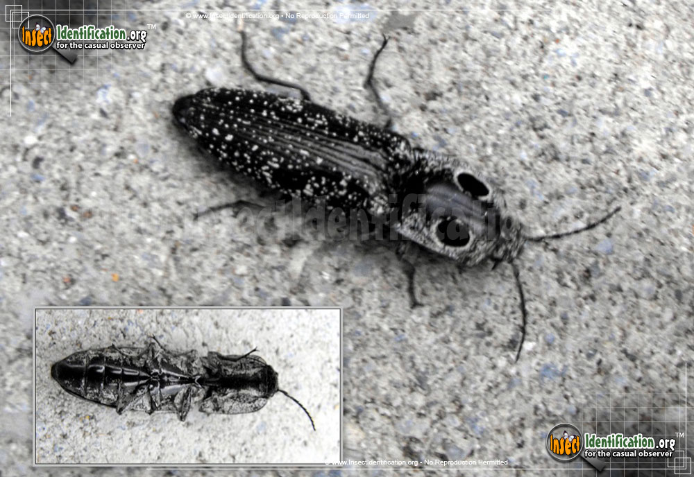 Full-sized image #5 of the Eastern-Eyed-Click-Beetle