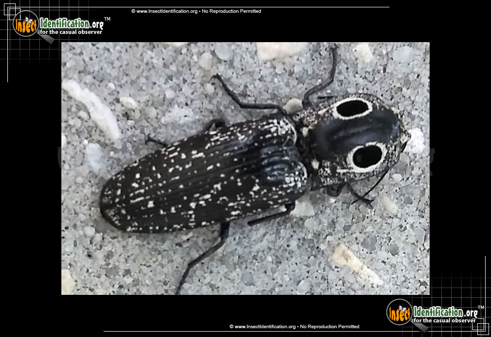 Full-sized image #11 of the Eastern-Eyed-Click-Beetle