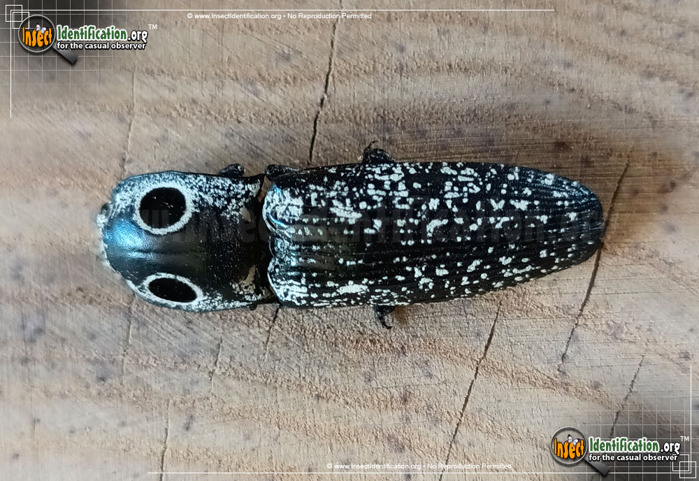 Full-sized image #14 of the Eastern-Eyed-Click-Beetle