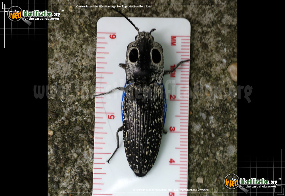 Full-sized image #3 of the Eastern-Eyed-Click-Beetle