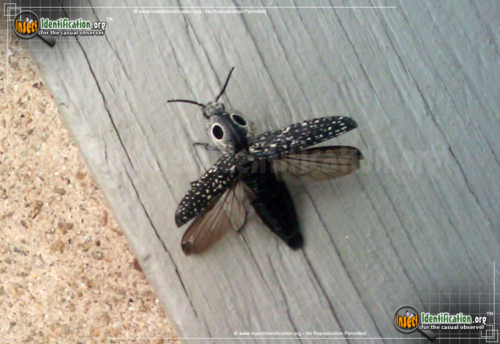 Full-sized image #9 of the Eastern-Eyed-Click-Beetle