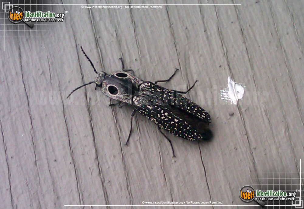 Full-sized image #10 of the Eastern-Eyed-Click-Beetle