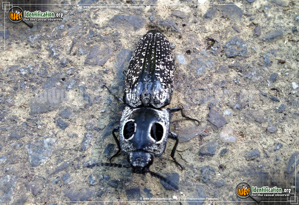 Full-sized image #2 of the Eastern-Eyed-Click-Beetle