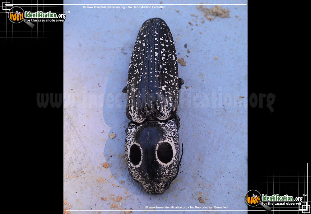 Full-sized image #8 of the Eastern-Eyed-Click-Beetle