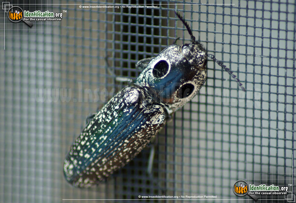 Full-sized image #12 of the Eastern-Eyed-Click-Beetle