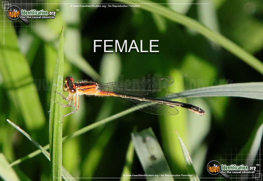 Full-sized image #2 of the Eastern-Forktail-Damselfly