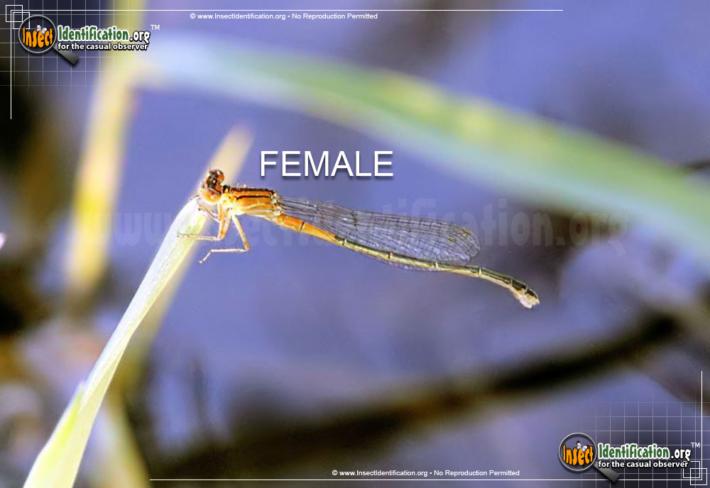 Full-sized image #3 of the Eastern-Forktail-Damselfly