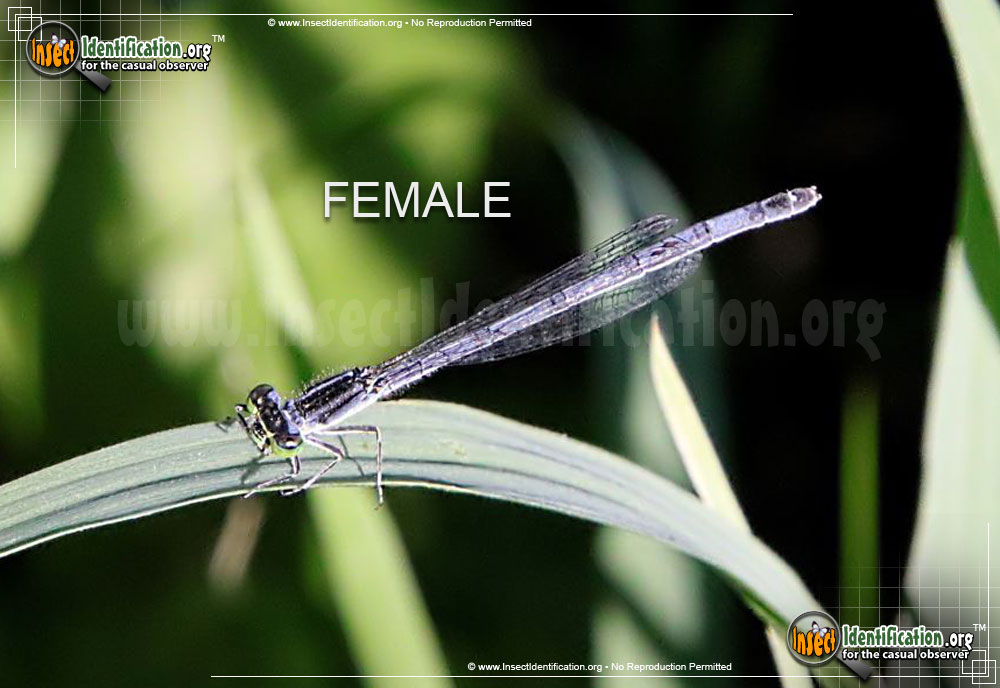 Full-sized image #5 of the Eastern-Forktail-Damselfly