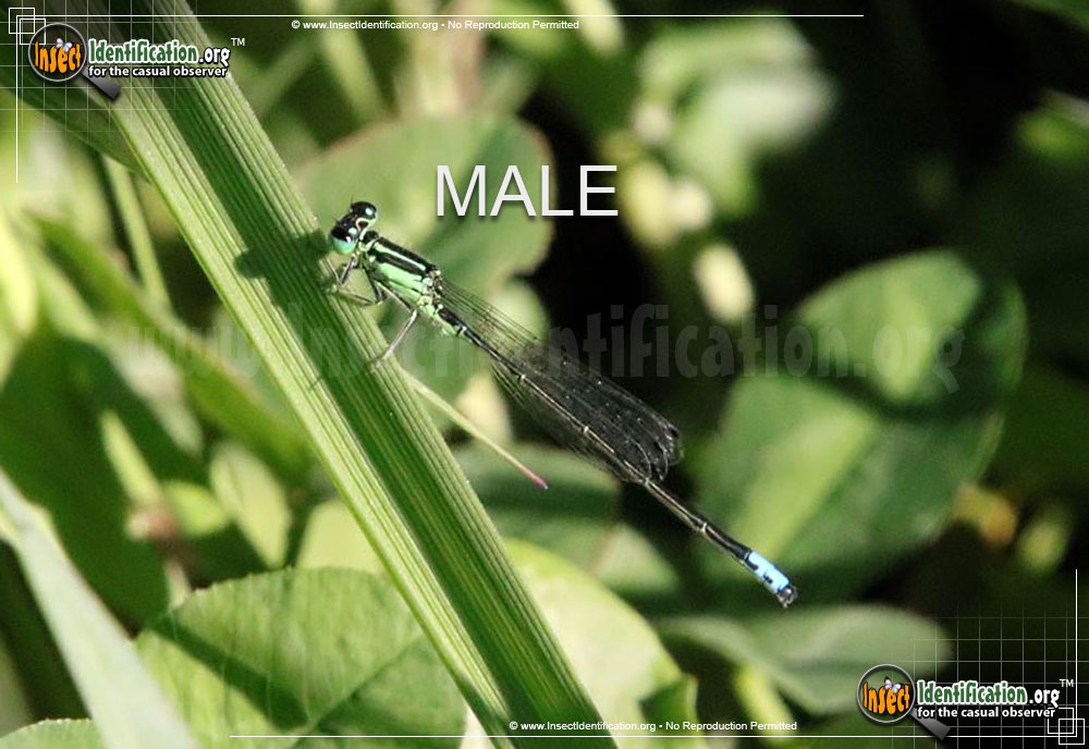 Full-sized image of the Eastern-Forktail-Damselfly