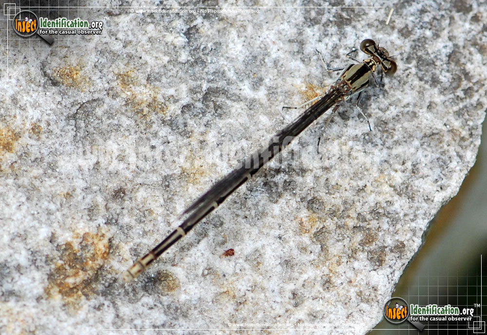 Full-sized image of the Eastern-Forktail-Damselfly