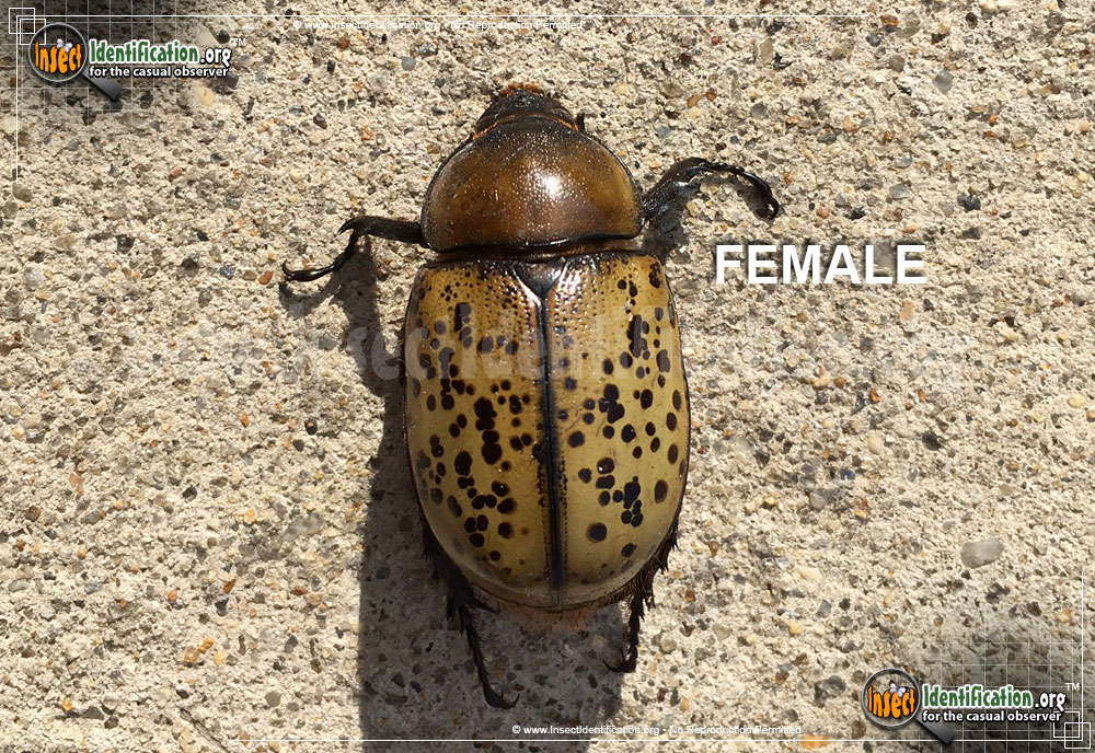 Full-sized image #4 of the Eastern-Hercules-Beetle