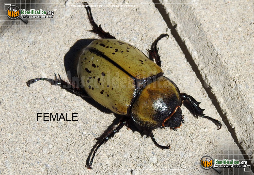 Full-sized image #12 of the Eastern-Hercules-Beetle
