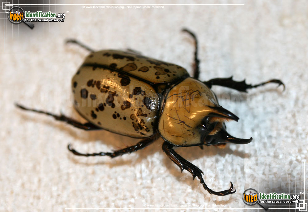 Full-sized image #13 of the Eastern-Hercules-Beetle