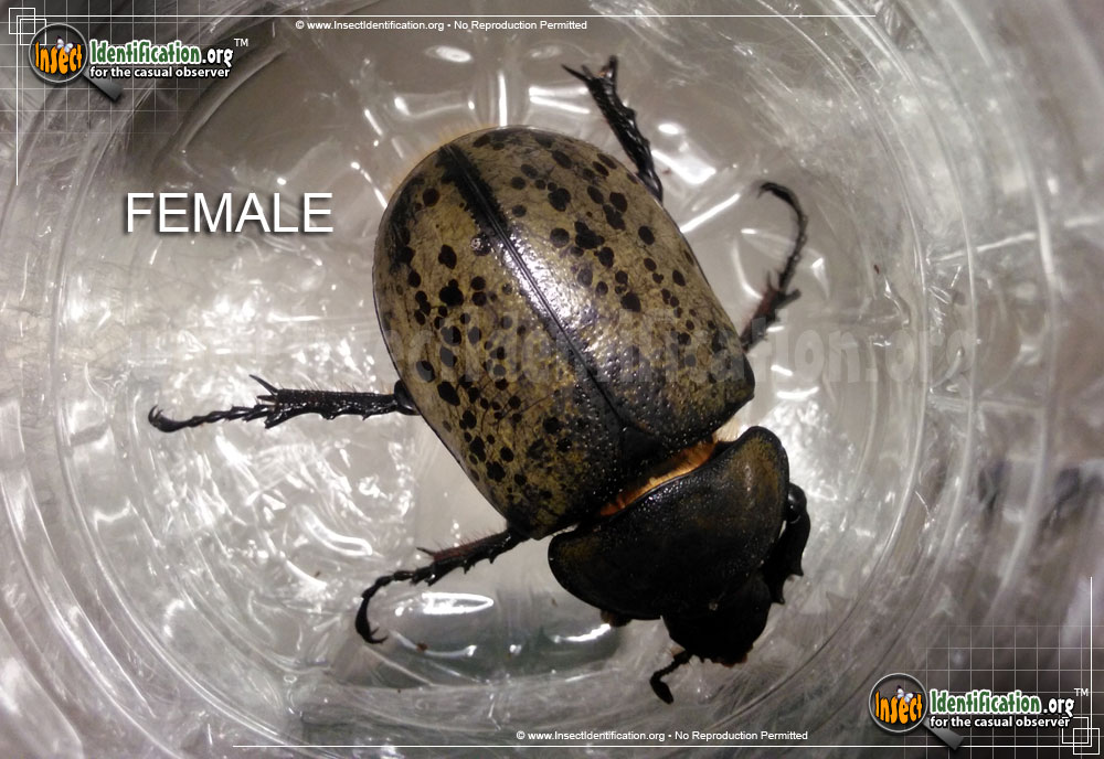 Full-sized image #10 of the Eastern-Hercules-Beetle