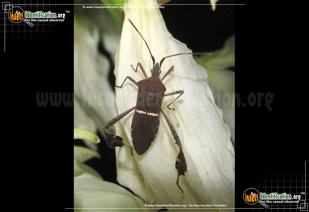 Full-sized image #2 of the Eastern-Leaf-Footed-Bug