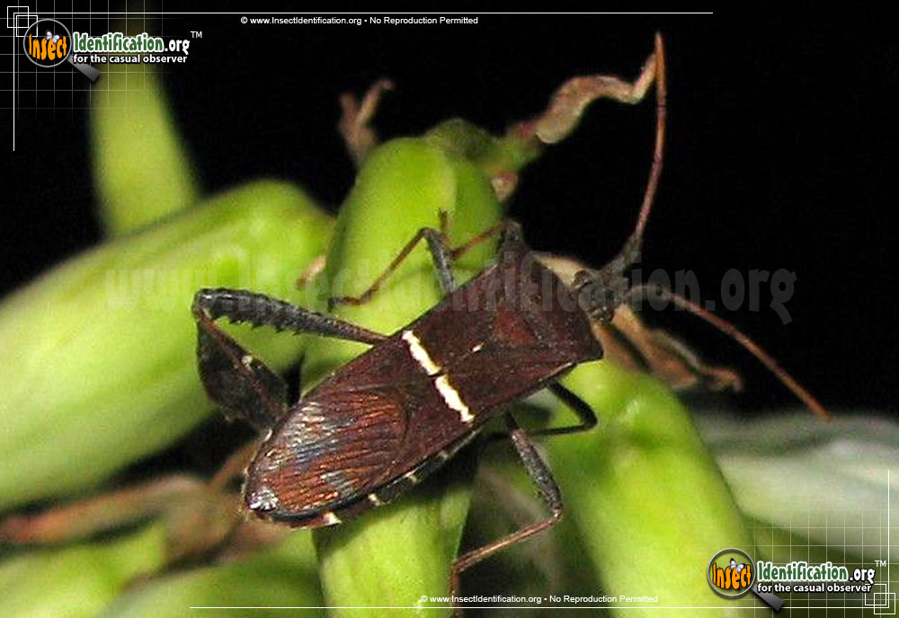 Full-sized image of the Eastern-Leaf-Footed-Bug
