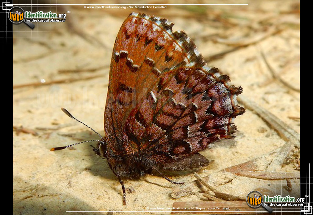 Full-sized image of the Eastern-Pine-Elfin-Butterfly