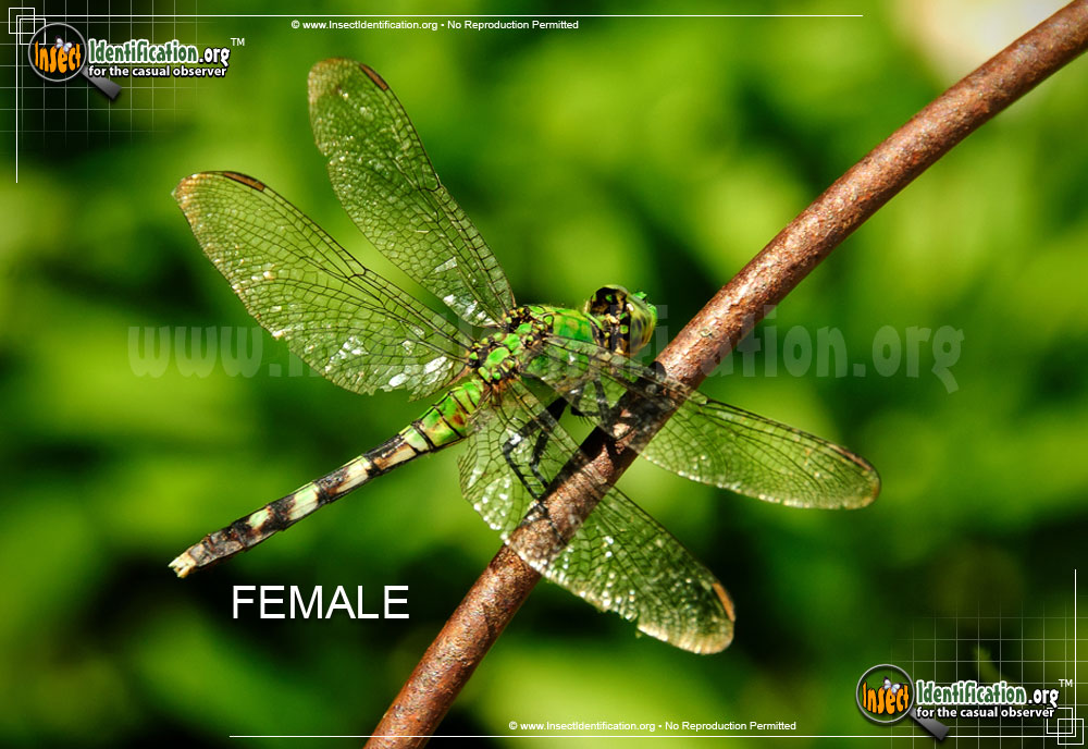 Full-sized image #3 of the Eastern-Pondhawk