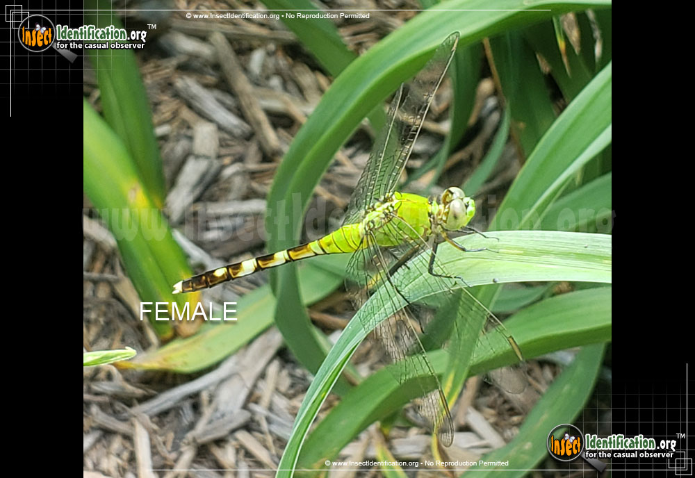 Full-sized image #12 of the Eastern-Pondhawk