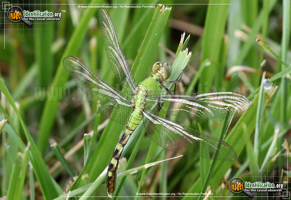 Full-sized image #5 of the Eastern-Pondhawk
