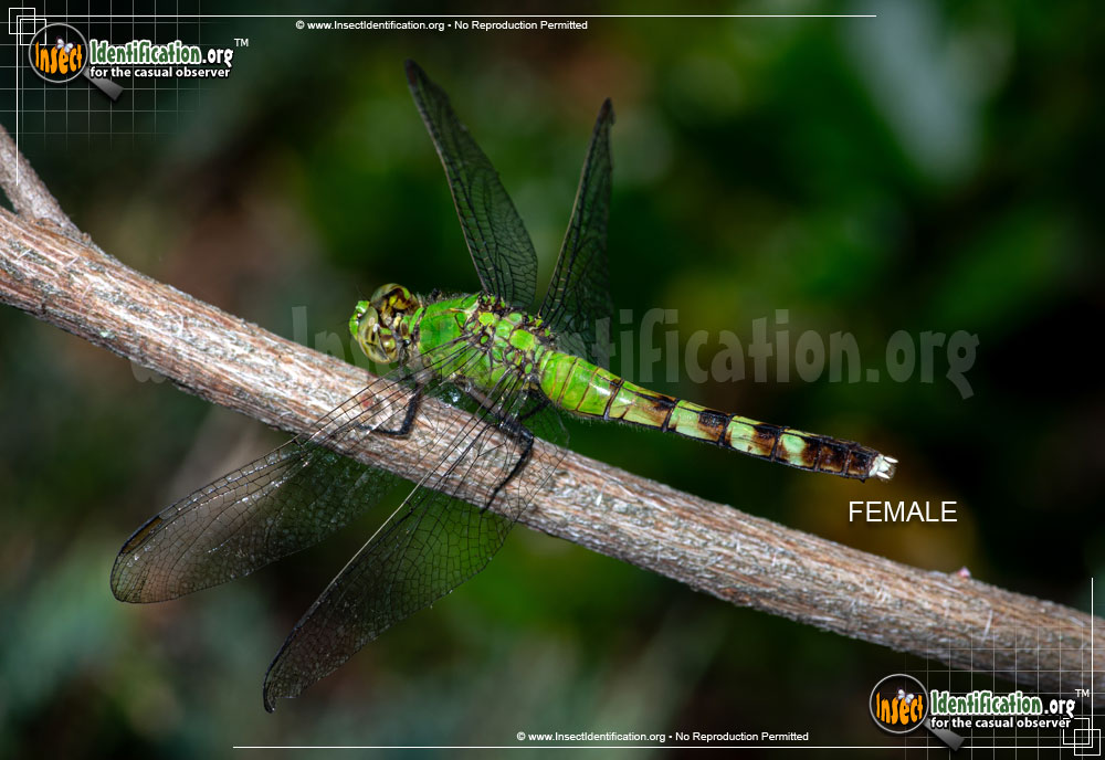 Full-sized image #6 of the Eastern-Pondhawk