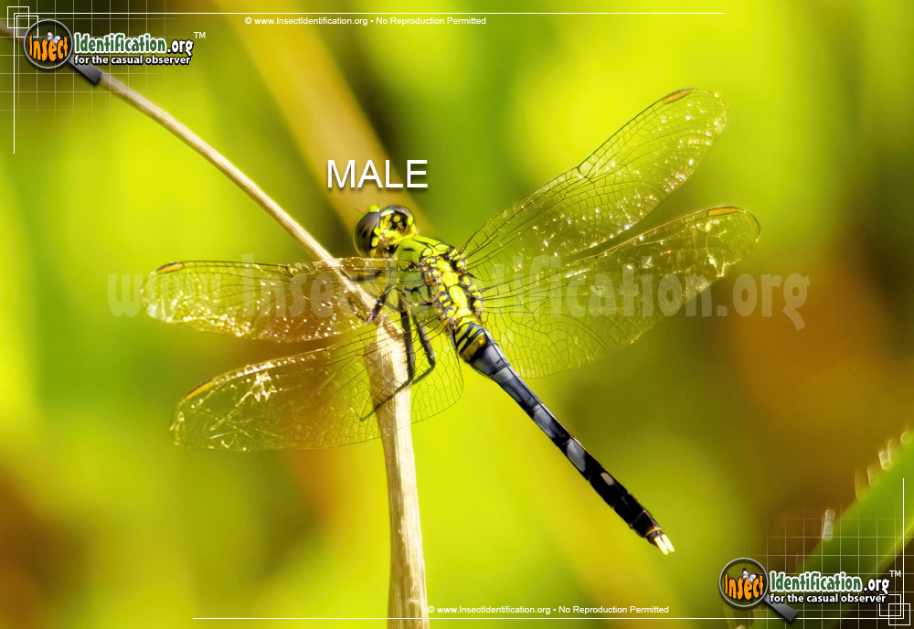 Full-sized image #2 of the Eastern-Pondhawk