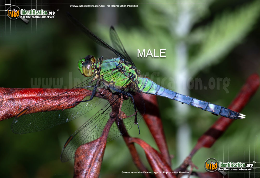 Full-sized image #15 of the Eastern-Pondhawk