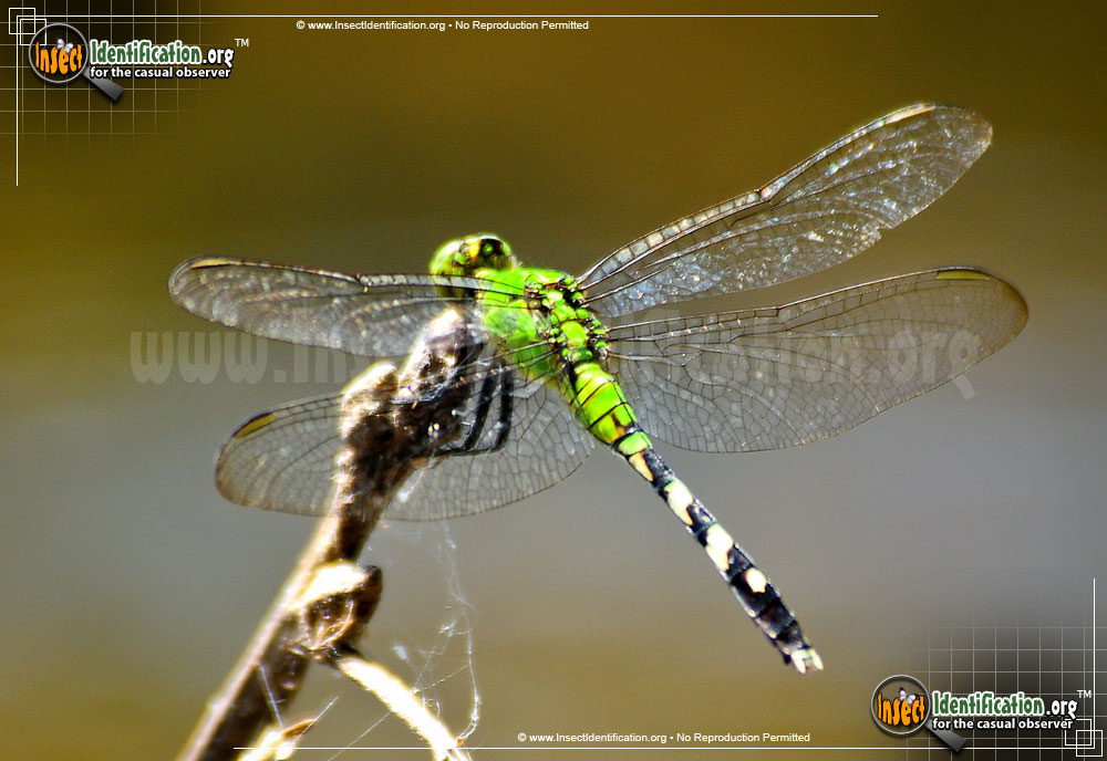 Full-sized image #4 of the Eastern-Pondhawk