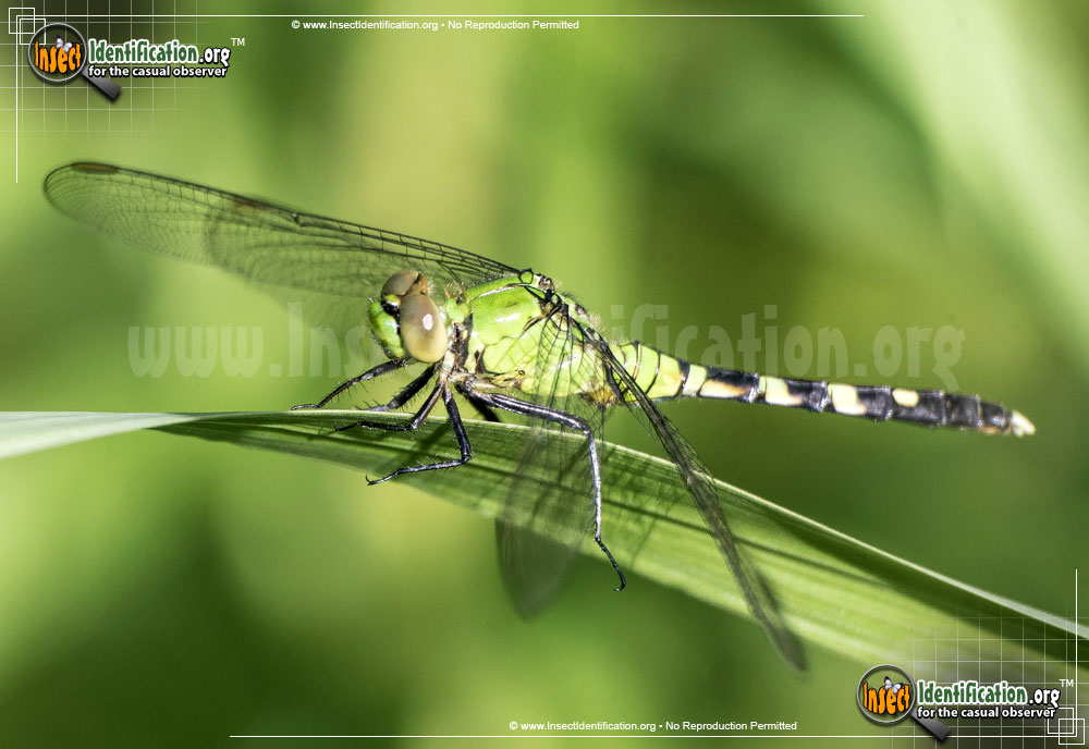 Full-sized image #7 of the Eastern-Pondhawk