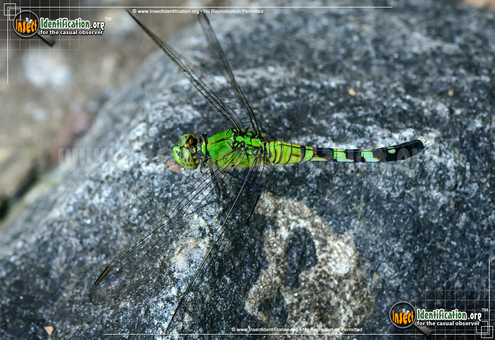 Full-sized image #10 of the Eastern-Pondhawk